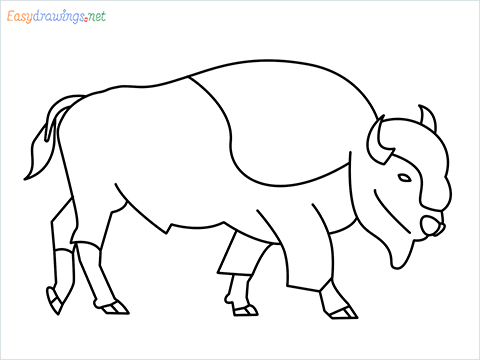 how to draw a bison Step by Step for Beginners