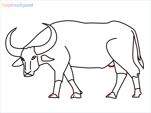 how to draw a buffalo Step (12)