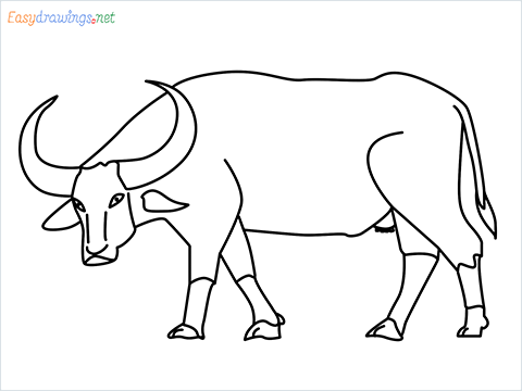 how to draw a buffalo Step by Step for Beginners