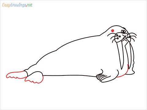 how to draw a sea lion Step (6)
