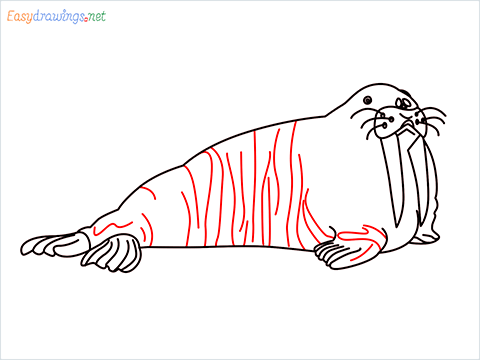 how to draw a sea lion Step (8)