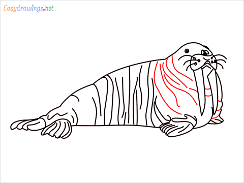 how to draw a sea lion Step (9)