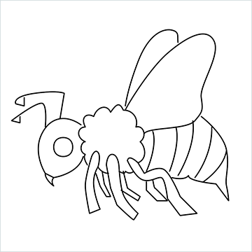 Honeybee drawings