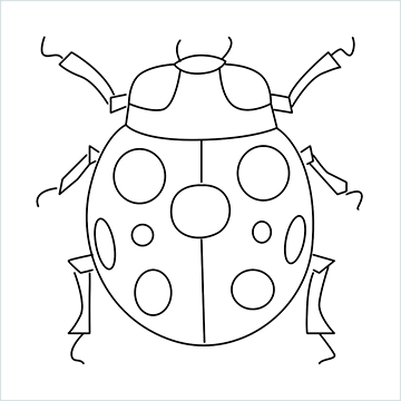 Lady beetle drawing