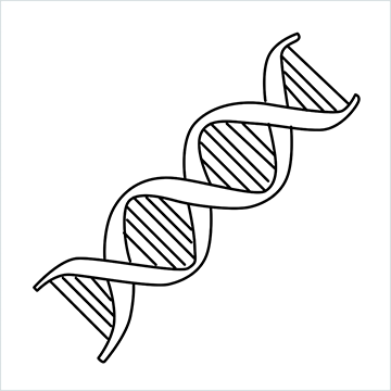 DNA drawing (37)