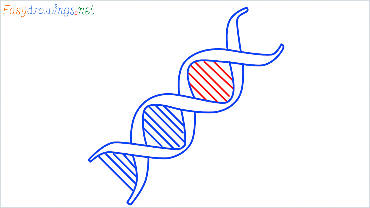 How to draw DNA step (6)