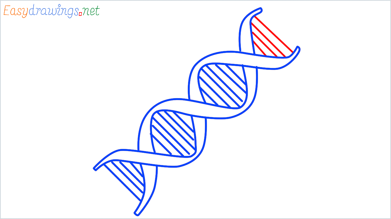 How to draw DNA step (7)