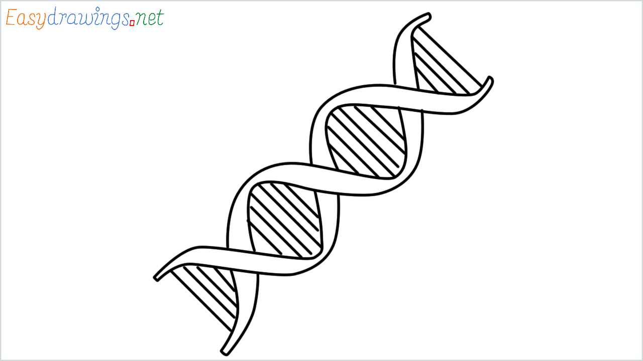 How to draw DNA step by step